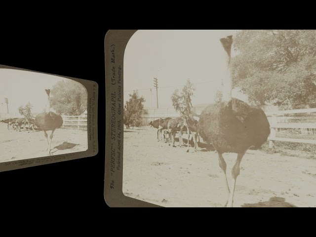 Ostrich farm, Pasadena CA ~1905 (VR 3D still-image)