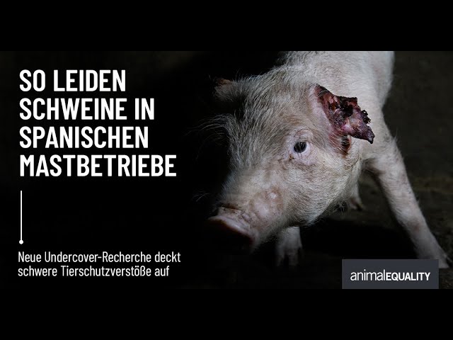 Recherche: Schwere Tierschutzverstöße in zwei spanischen Schweine-Mastbetrieben aufgedeckt