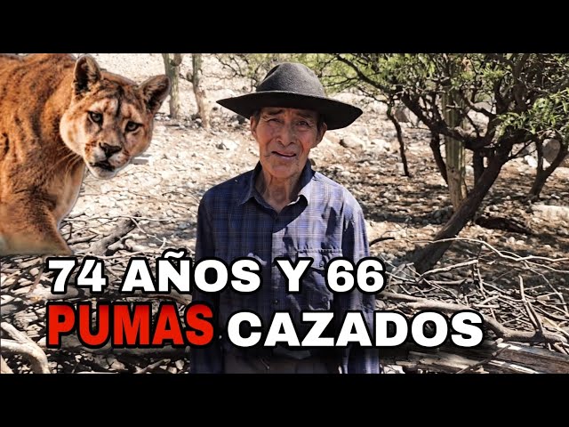 NACIDO en las MONTAÑAS, DEFENDIENDO su TIERRA CONTRA los PUMAS