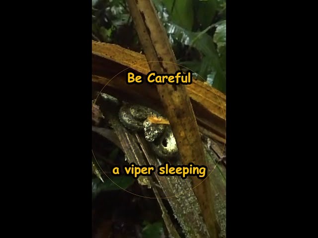 Eyelash viper