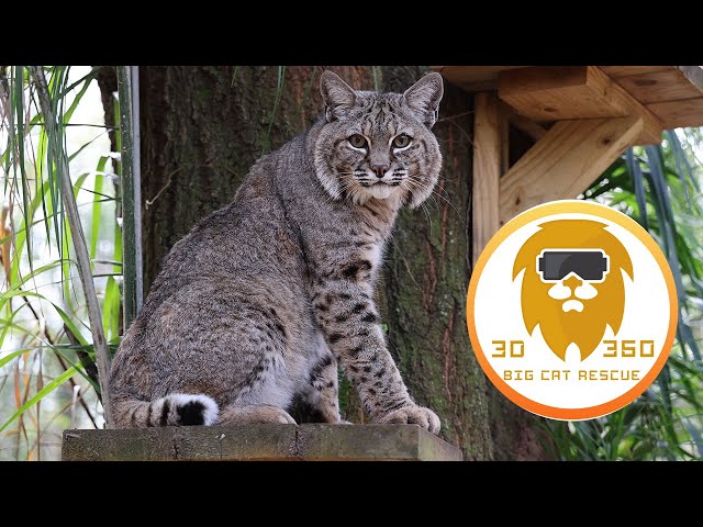 Caught on camera: Elusive Philmo Bobcat in 3D 180VR