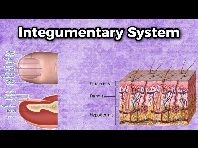 What is the Integumentary System? | Anatomy | Just 1, 2 Discover