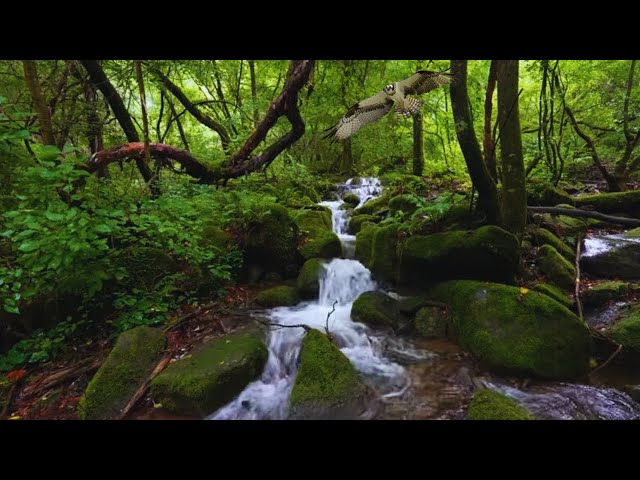 Hypnotic Nature Sounds to overcome insomnia, relieve stress, relax your mind | ASMR Sounds