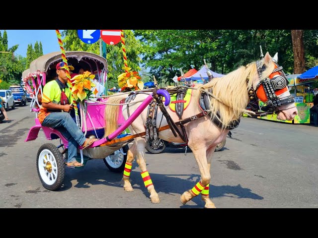 NAIK KUDA - KUDA DELMAN - NAIK DELMAN ISTIMEWA - LAGU MEDLEY AMPAR AMPAR PISANG REMIX DAN ABC SONG