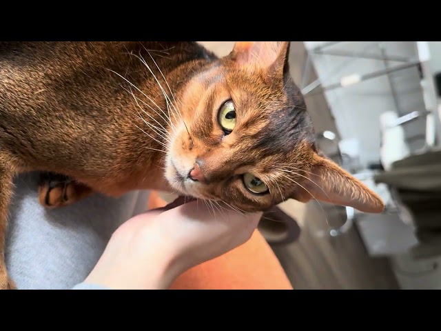 Mini tiger enjoys chin rubs