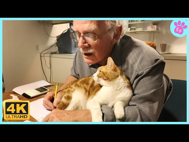 When a Cat Becomes a Grandparent's Favorite Companion! ❤️ Cute Cats That Love Their Owners