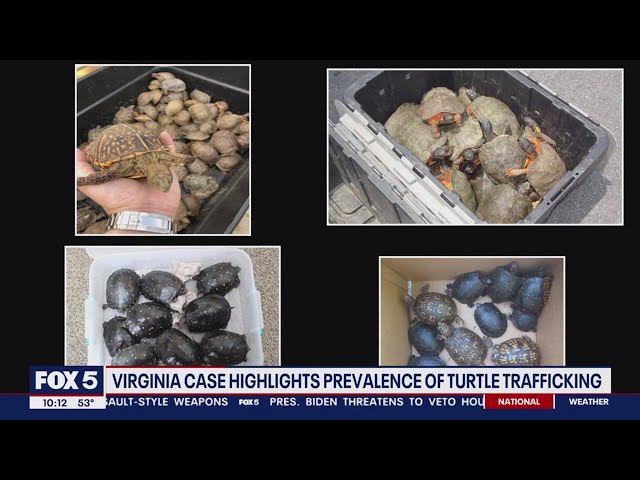 Virginia case highlights prevalence of turtle trafficking | FOX 5 DC