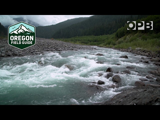 The rewilding of the Elwha River: 12 years after dam removal | Oregon Field Guide