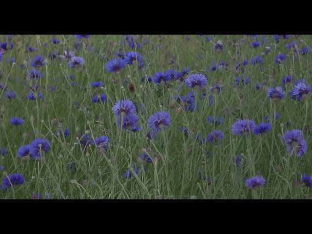 Corn flowers in the wind (Canon EOS R5 - 4K DCI HDR PQ - 100 fps)