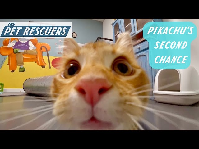 Adorable Ginger Kitten Pikachu Gets a Second Chance