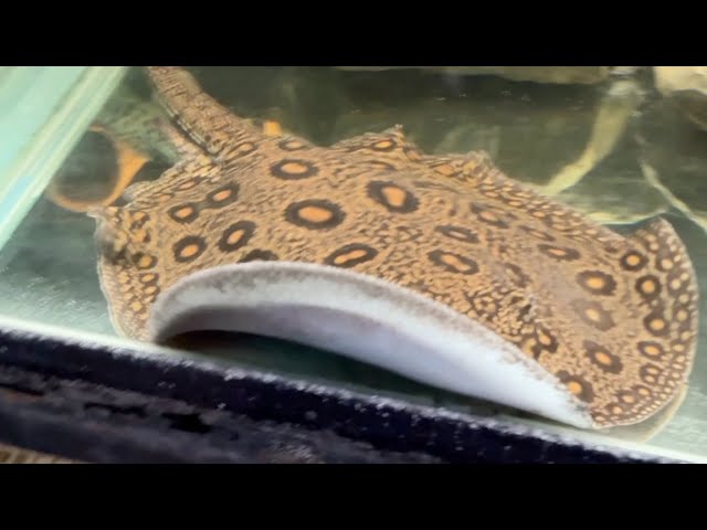 Huge fish warehouse in Trinidad with Stingrays | JULY 24