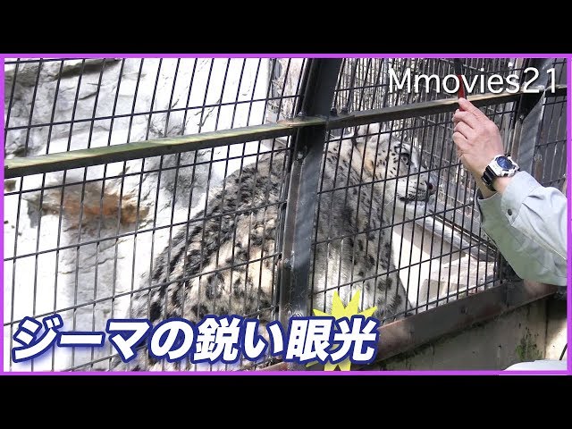 子どもを守る母 飼育員さんの姿を見て興奮するユキヒョウ ジーマ Snow Leopard