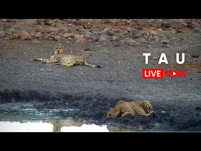 Tau Game Lodge | Wildlife Live Stream – Madikwe