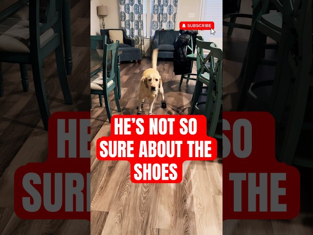 Get Your Dog Wearing SHOES in 30 Days or Less!