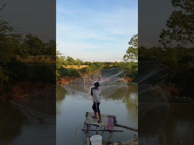 satisfying throw net fishing traditional | Cast nets catching #fishing