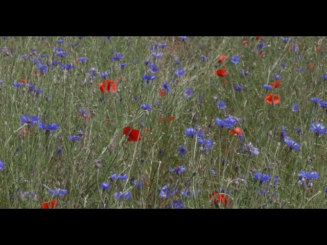 Cornflowers & Poppies on Flanders Fields - 3 (Polarized - Canon EOS R5 - 4K DCI HDR PQ - 100 fps)