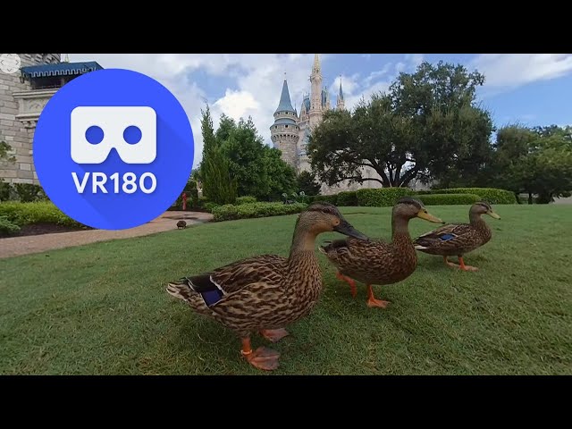 Magic Kingdom Ducks & Cinderella's Castle | VR180 3D VR