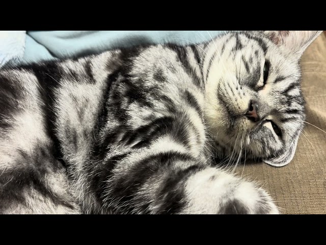 [Sleep ASMR] Cat's purring sound while moving its stomach up and down for 86 minutes.