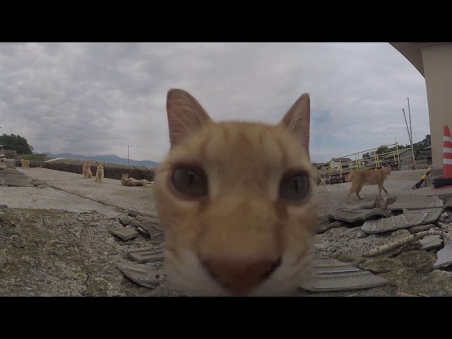 Japanese Cat Island 360 video (7 Hero 3+ Black + MewPro Bastet)