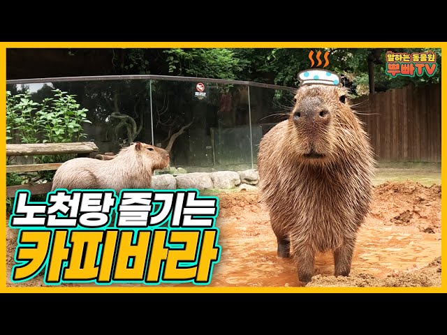 (SUB) Capybaras Excited After Taking Mud Bath!│Everland Ppuppa Town