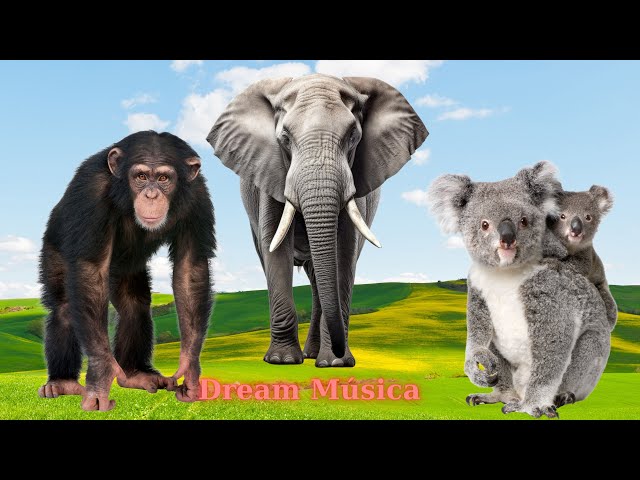 Wild Animal Sounds: Chimpanzee, Elephant, Koala Bear, Bear, Monkey - Animal Videos