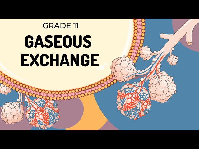 GASEOUS EXCHANGE | Easy to Understand