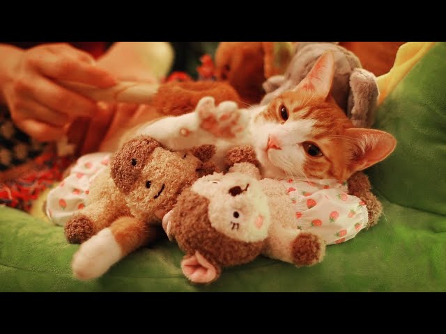 1 Hour of Kitten Purring Jazz Heaven (Cat Spa ASMR, No Talking, Purring, White noise)