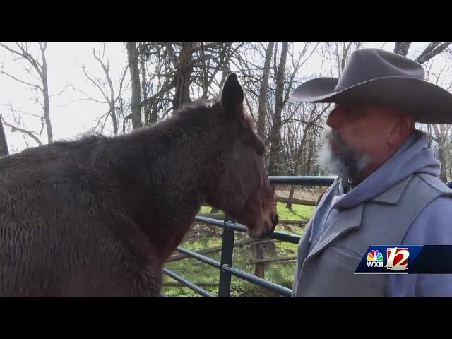 Mules that helped deliver Helene disaster relief to Western North Carolina killed in tragic accident