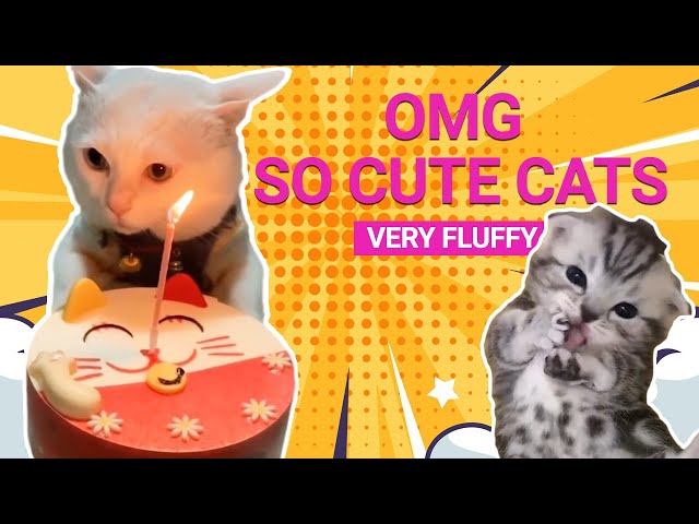 OMG So Cute Cats ♥ Best Funny Cat Videos 2021 Compilation #1