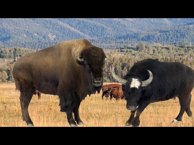 buffalo species, characteristics, buffalo in nature and human life #animal #buffalo #tgdv #shorts