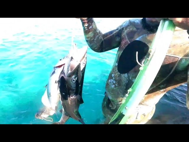 Spearfishing For #Barracuda At A New Location with friends