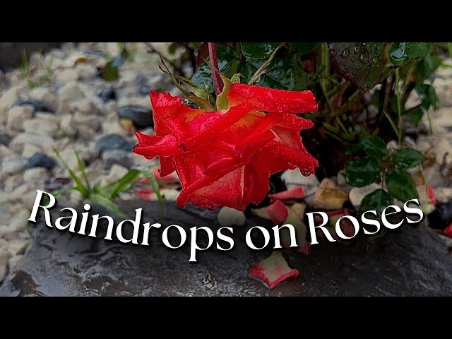 Raindrops on Roses | Rain sounds and Nature | Ambience