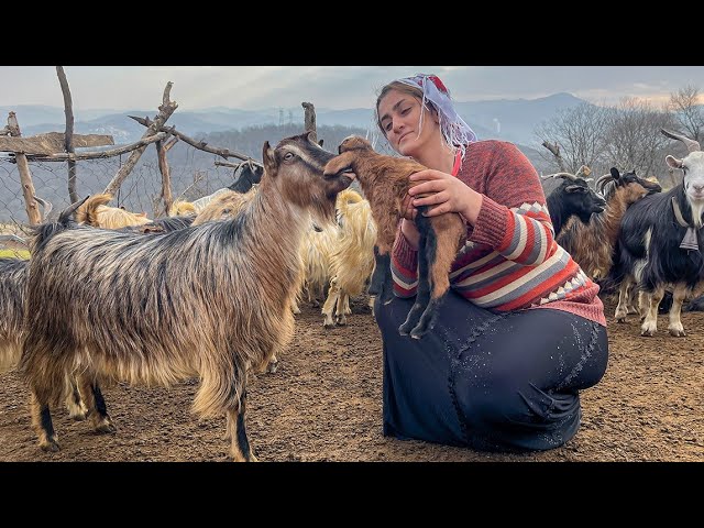 Nomadic Life IRAN | Experience Serene Village Life in Alborz Mountains!