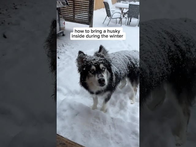 Does anyone know how to bring a husky inside in the winter #Husky #DogVideos ￼