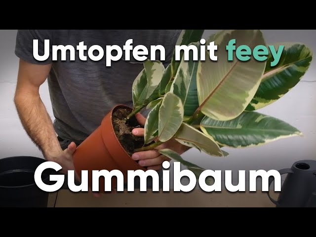 Wie topfe ich einen Gummibaum um? - Umtopfen mit feey