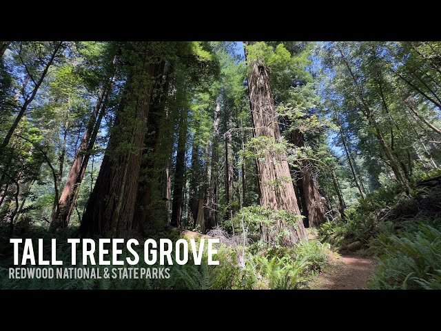 Tall Trees Grove in Redwood National & State Parks - VR180 3D 8K