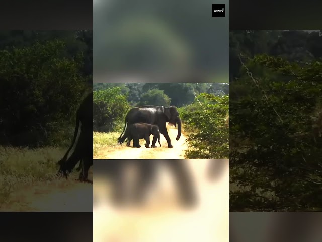 Elephant Mother and Baby Road Crossing