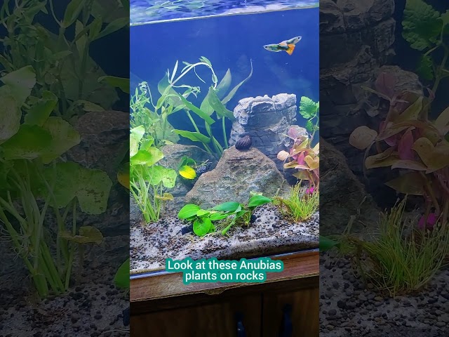 Unboxing Aquatic Plants ,How to Buy aquarium plants online