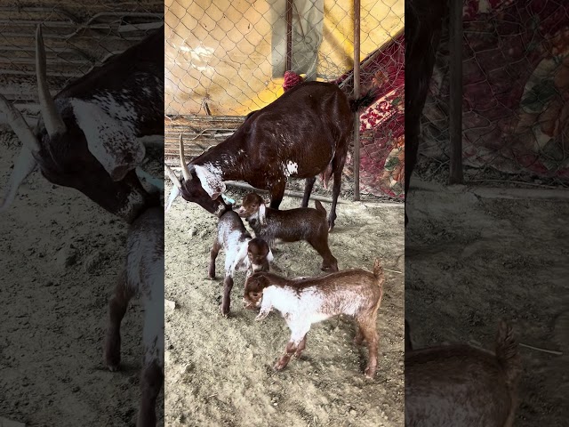 Goat with Cute Kids Beautiful Pet Loving Video