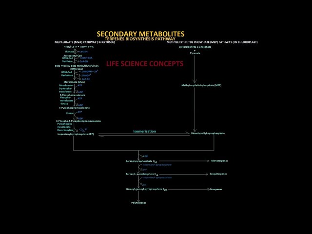 Secondary Metabolite  (Terpenes Biosynthesis Pathways)