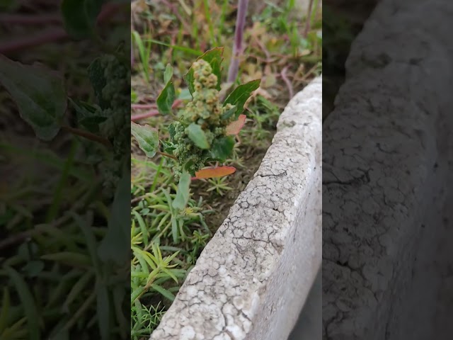 Bathua in my garden #ytshort #gardening #chalobagwaniseekhen #shorts #shortsfunny #shots #shortsfeed