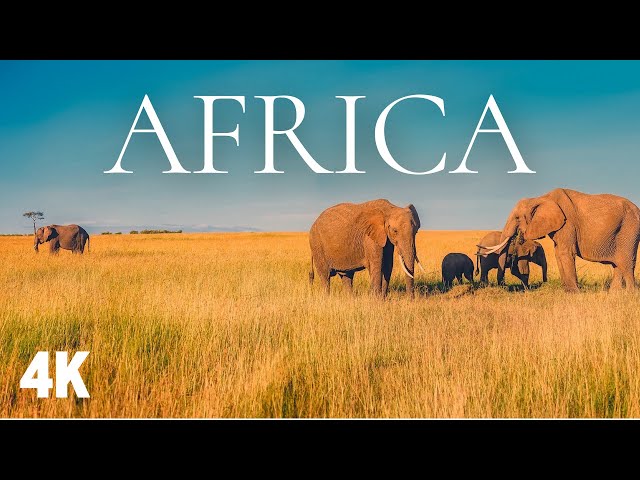 🦁 AFRICA 4K | Beautiful views and Wildlife of Africa with african music 🐘