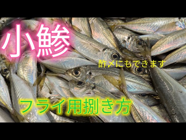 [魚の捌き方]小アジ捌き方！