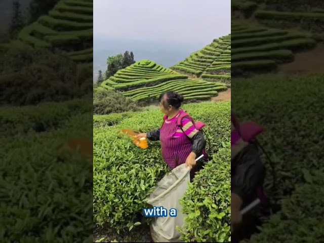 the process of harvesting tea with a machine is faster and easier