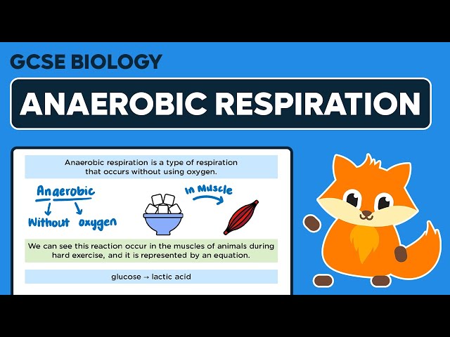 Anaerobic Respiration - GCSE Biology