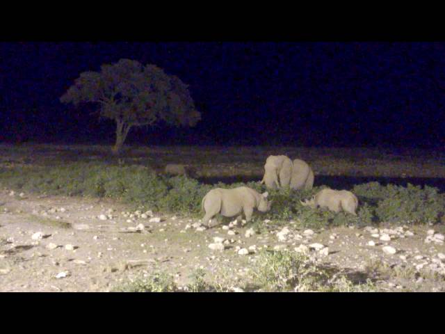 Namibia Etosha ElephantRhino night