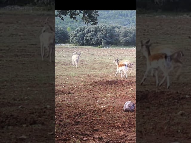 Caza de gamo, durante la ronca. #huntingseason #hunter #cazamayor #caza #fallowdeer #gamo