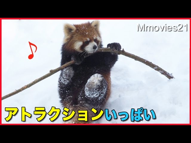 Debut! Red Pandaいよいよメイン放飼場デビュー！レッサーパンダ円実