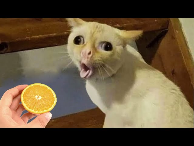 Funniest Animals 😂 Best Funny Cats and Dogs Videos 😺🐶 Part 14