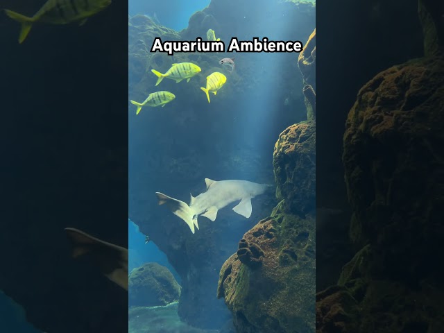 Aquarium Ambience #ambient #ocean #calm #sharks